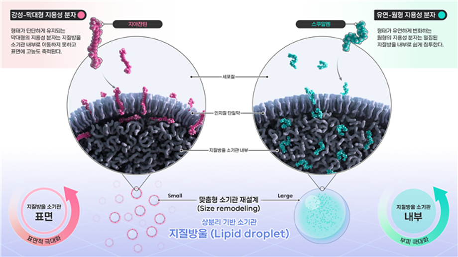 고부가 의약품 소재 생산에서 맞춤형 저장까지... ‘비스포크(BESPOKE) 인공세포 소기관’ 개발 이미지