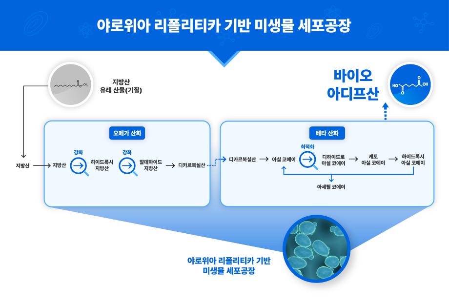 나일론 필수원료를 생산하는 미생물 세포공장 개발 이미지